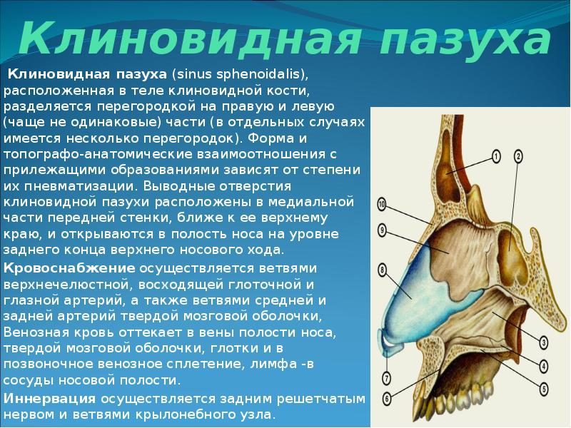 Презентация носа и околоносовых пазух презентация