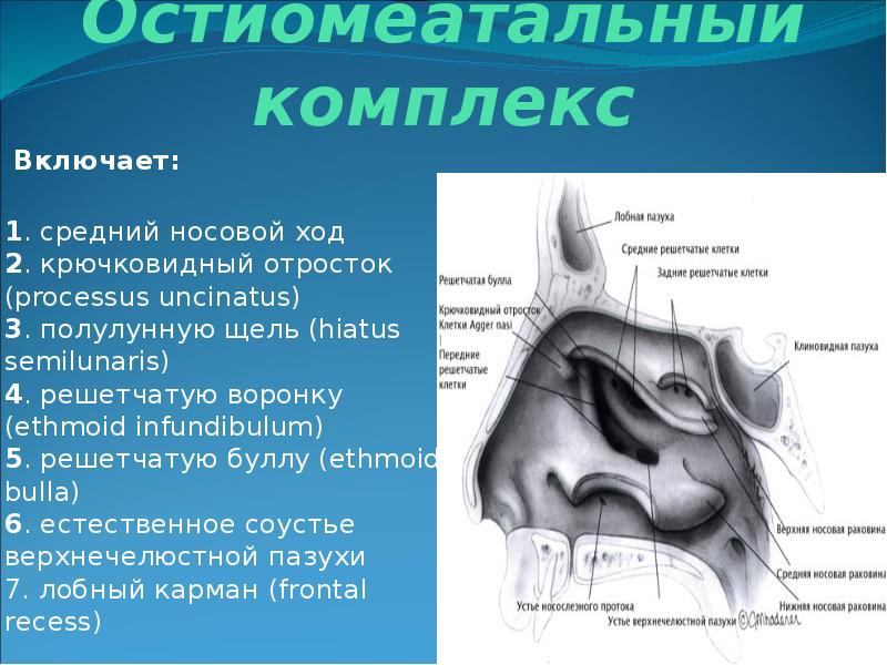 Презентация носа и околоносовых пазух презентация