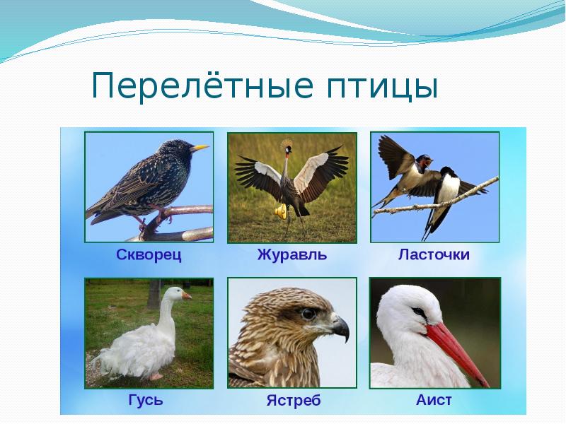 Перелетные Птицы Фото С Названиями