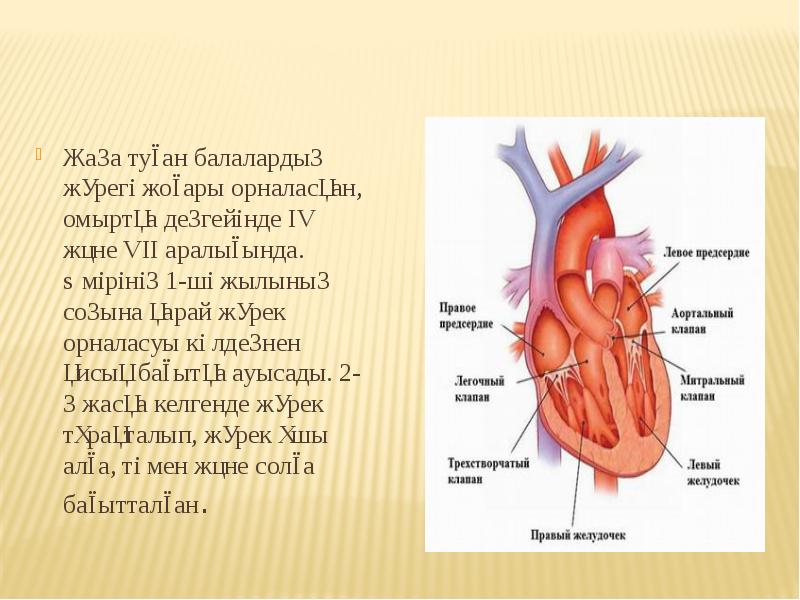 Жүрек қан тамырлар жүйесі презентация