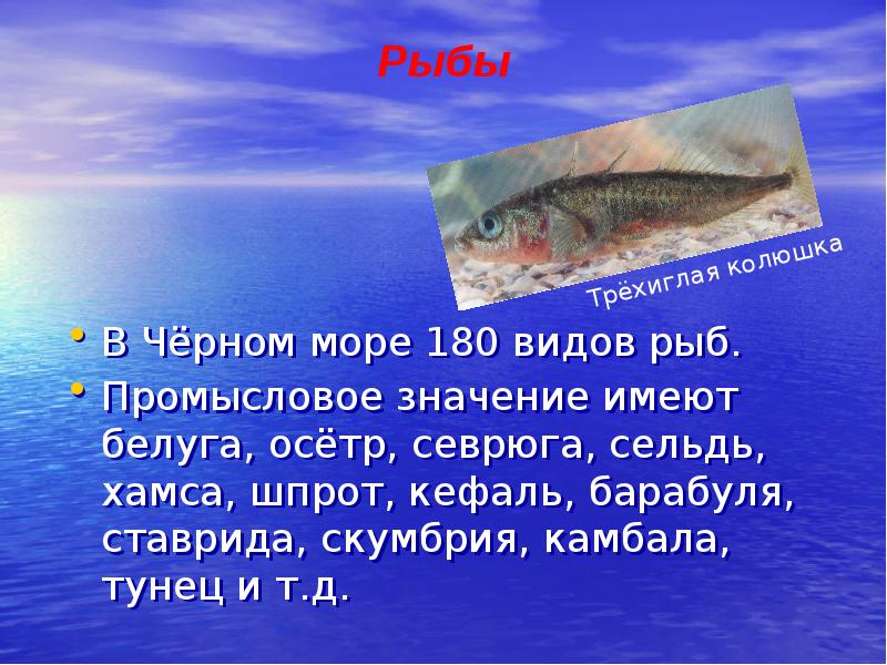 Черное море виды рыб