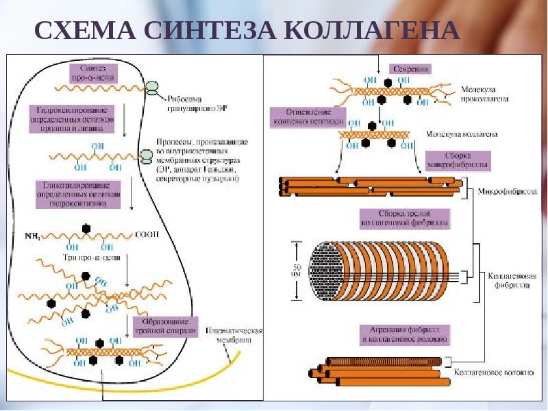 Синтез эластина схема биохимия