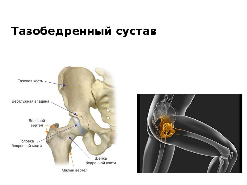 Большой вертел кости. Большой и малый вертел бедренной кости. Малый вертел тазобедренного сустава. Вертел тазобедренного сустава анатомия. Скелет тазобедренного сустава.