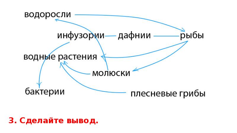 Пищевая цепочка в аквариуме. Пищевая цепочка в аквариуме. Цепи питания. Цепи питания в аквариуме. Пищевая экосистема в аквариуме.
