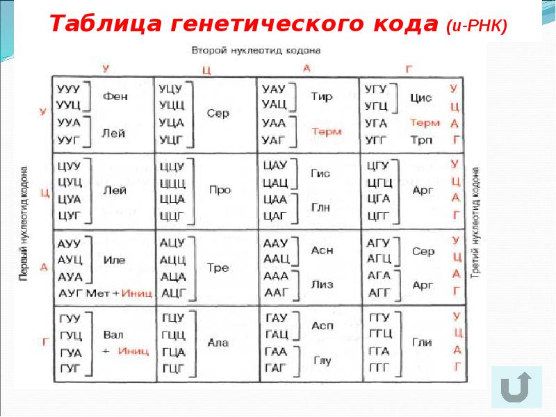 Генетический код презентация 10 класс биология