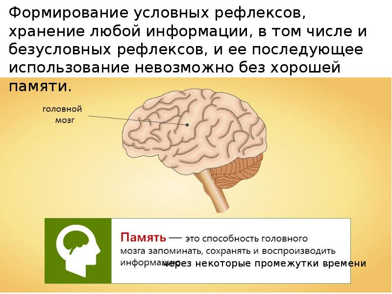 Презентация про память по биологии