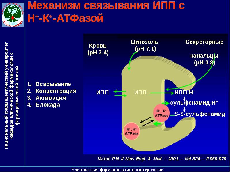 Образование протонного резервуара. Образование протонного резервуара