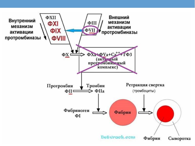 Фибринолитическая система крови схема