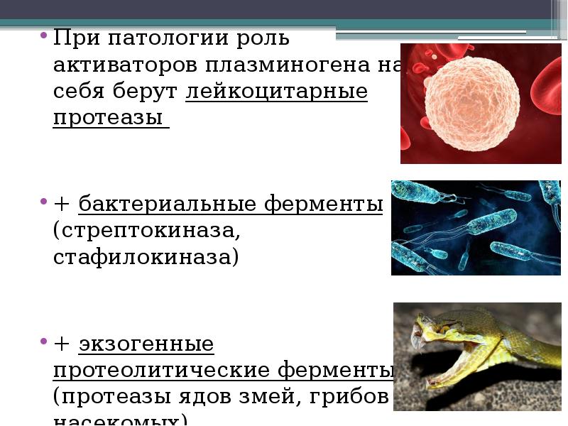 При патологии роль активаторов плазминогена на себя берут лейкоцитарные протеазы 