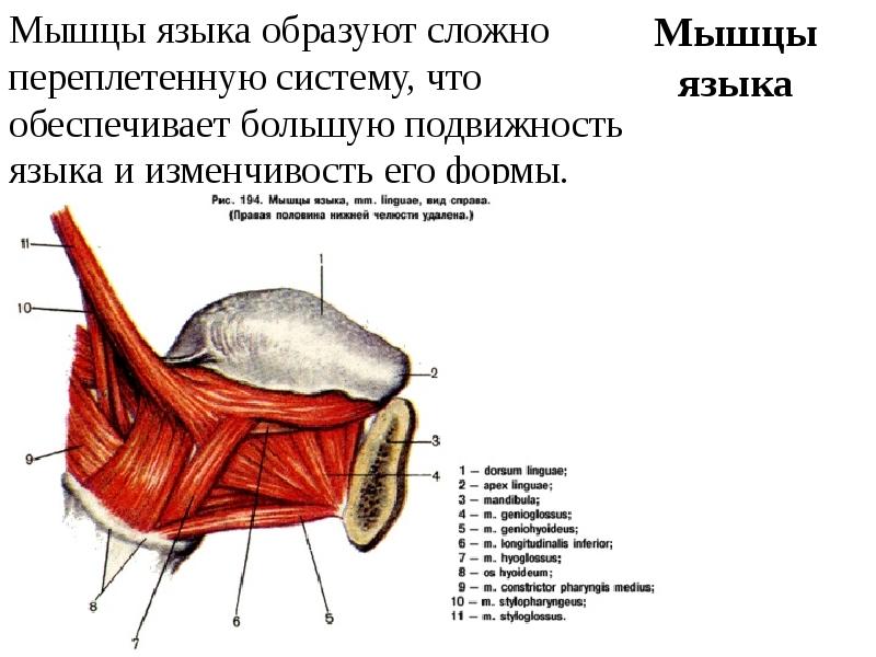 Мышцы языка. Язык анатомия строение сбоку.