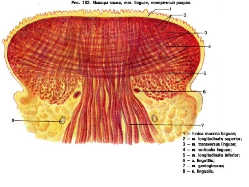 Мышцы языка. Мышцы языка на жаберных дугах. Собственные мышцы языка. Собственные мышцы языка анатомия.
