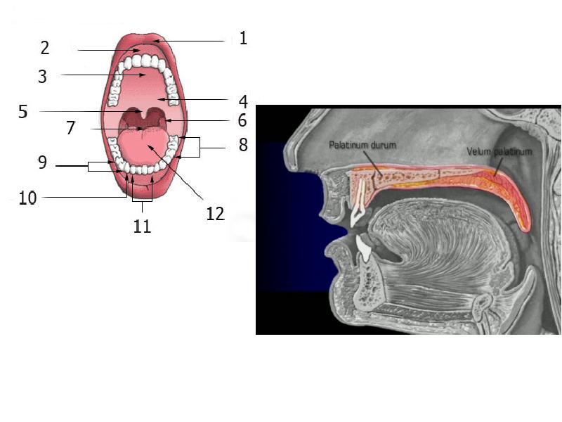 Внутренняя полость рта. Твердое и мягкое небо анатомия человека. Ротовая полость пищеварительная система.