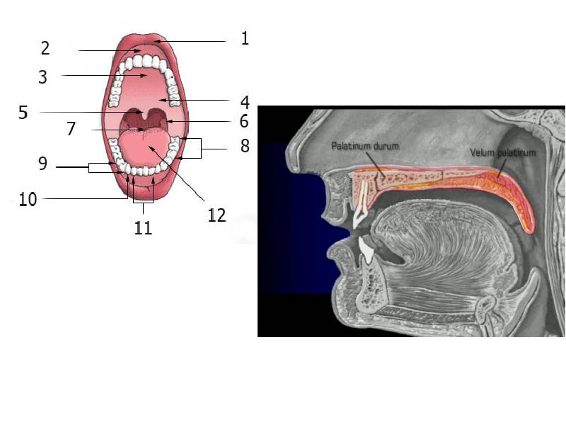 Поднятие мягкого неба. Твердое и мягкое небо анатомия человека. Ротовая полость пищеварительная система.