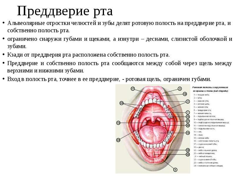 Строение ротовой полости преддверие рта