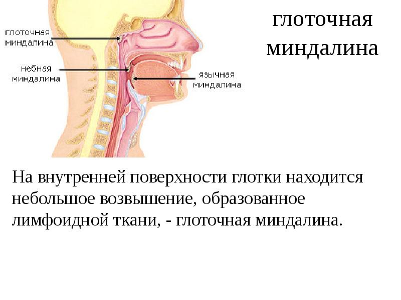 Миндалины схема расположение