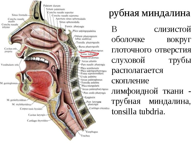 План горло это