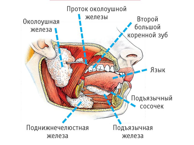 Где находятся слюнные железы у человека схема