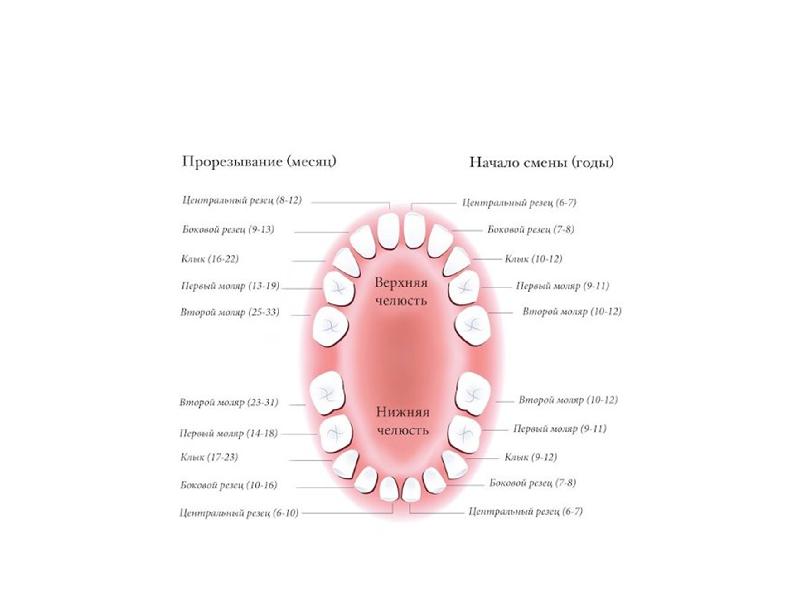 Схема прорезания молочных зубов