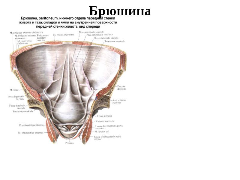 Передняя стенка брюшины