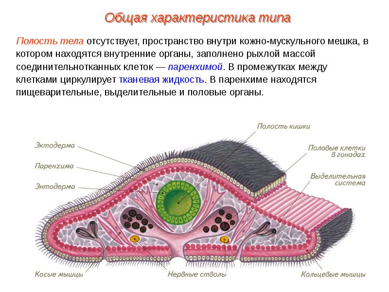 Плоские черви схема