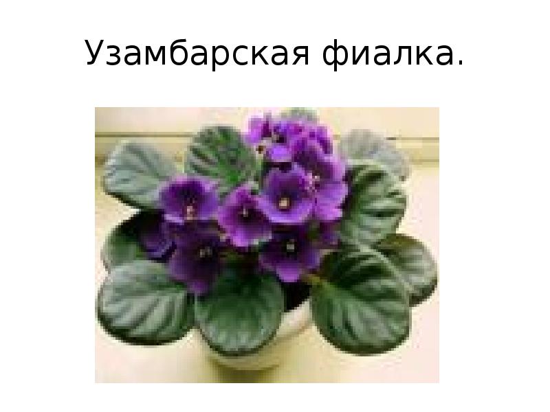 Комнатные цветы и уход за ними презентация, доклад, проект