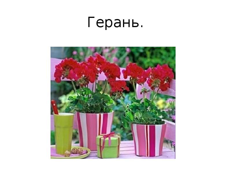 Комнатные цветы и уход за ними презентация, доклад, проект