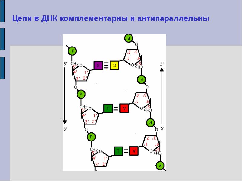 Цепи молекулы антипараллельны. Цепочки ДНК антипараллельны. Комплементарная цепь ДНК. Антипараллельные цепи нуклеотидов. Комплементарная цепочка.