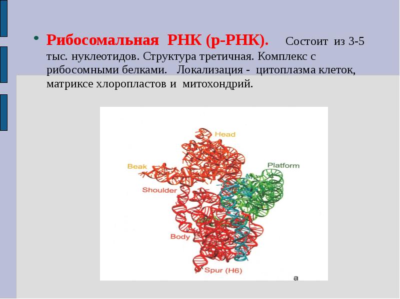 Рибосомная рнк рисунок