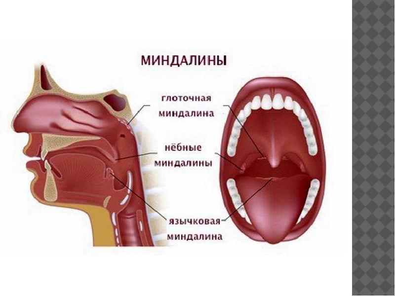 Где находятся гланды у человека показать на рисунке