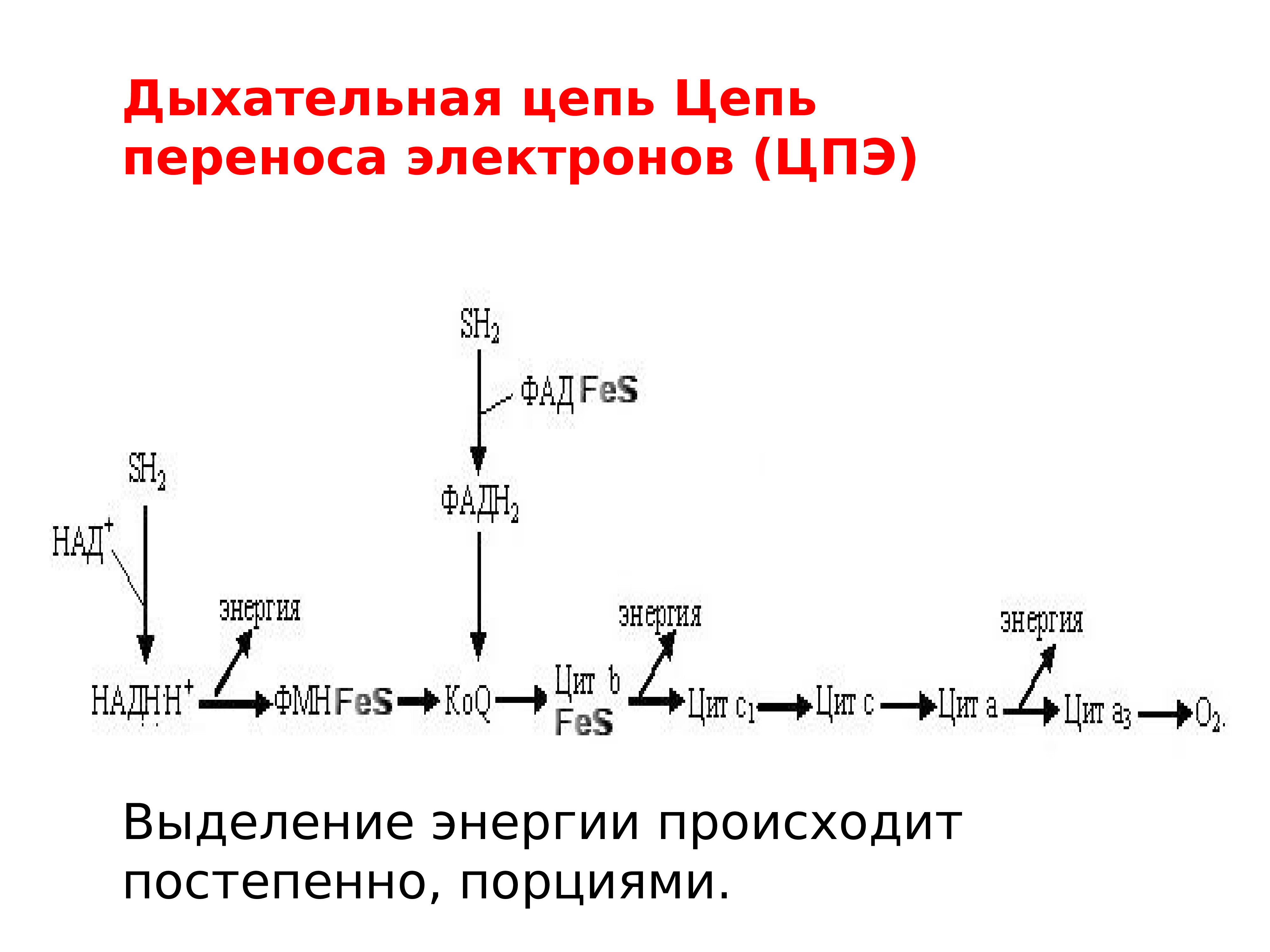 Цепь электрон. Цепь переноса электронов дыхательная цепь. Строение цепи переноса электронов. Дыхательная цепь переноса электронов биохимия. Цепь переноса электронов в митохондриях схема.