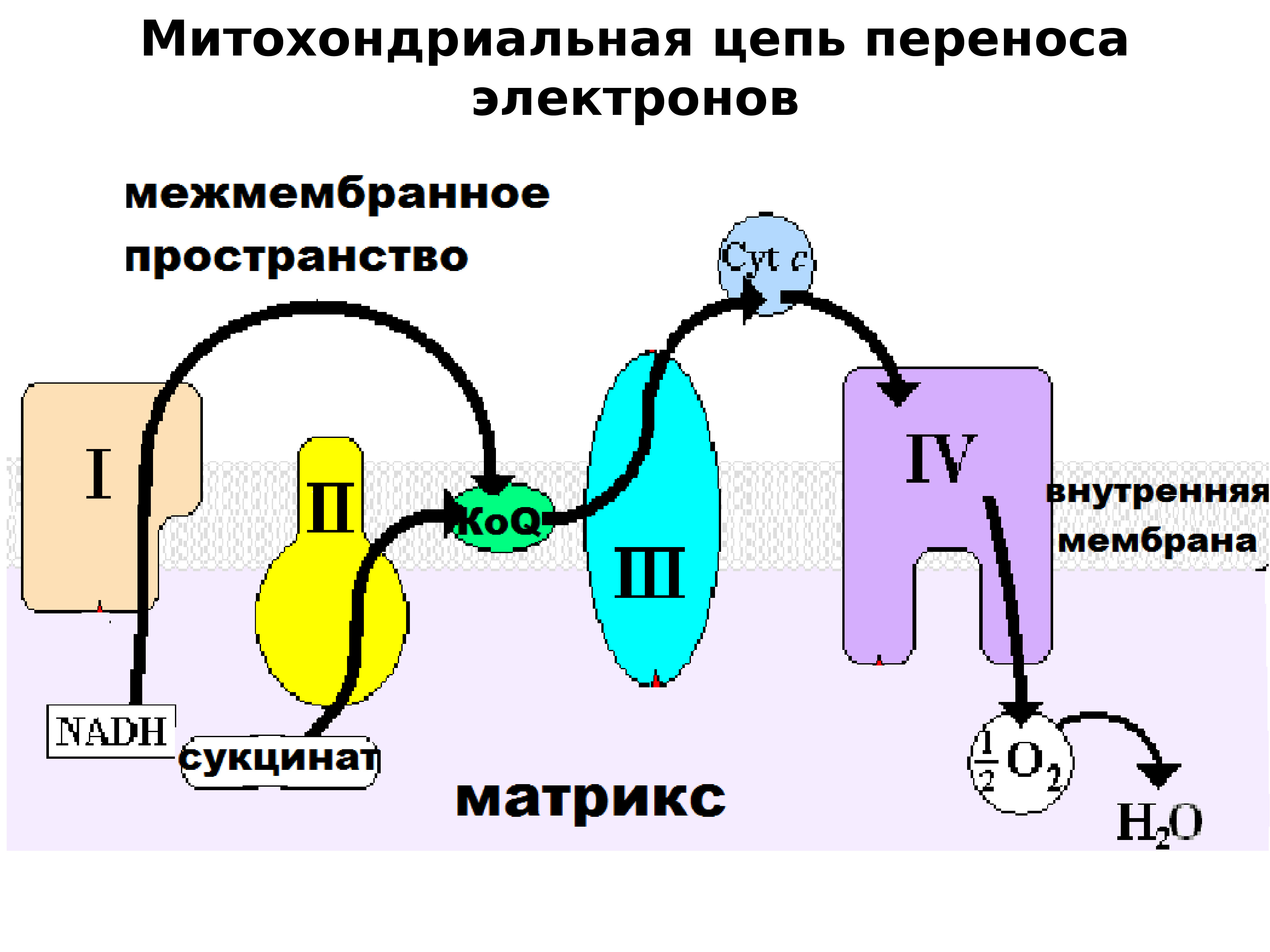 Схема полной цепи митохондриального окисления