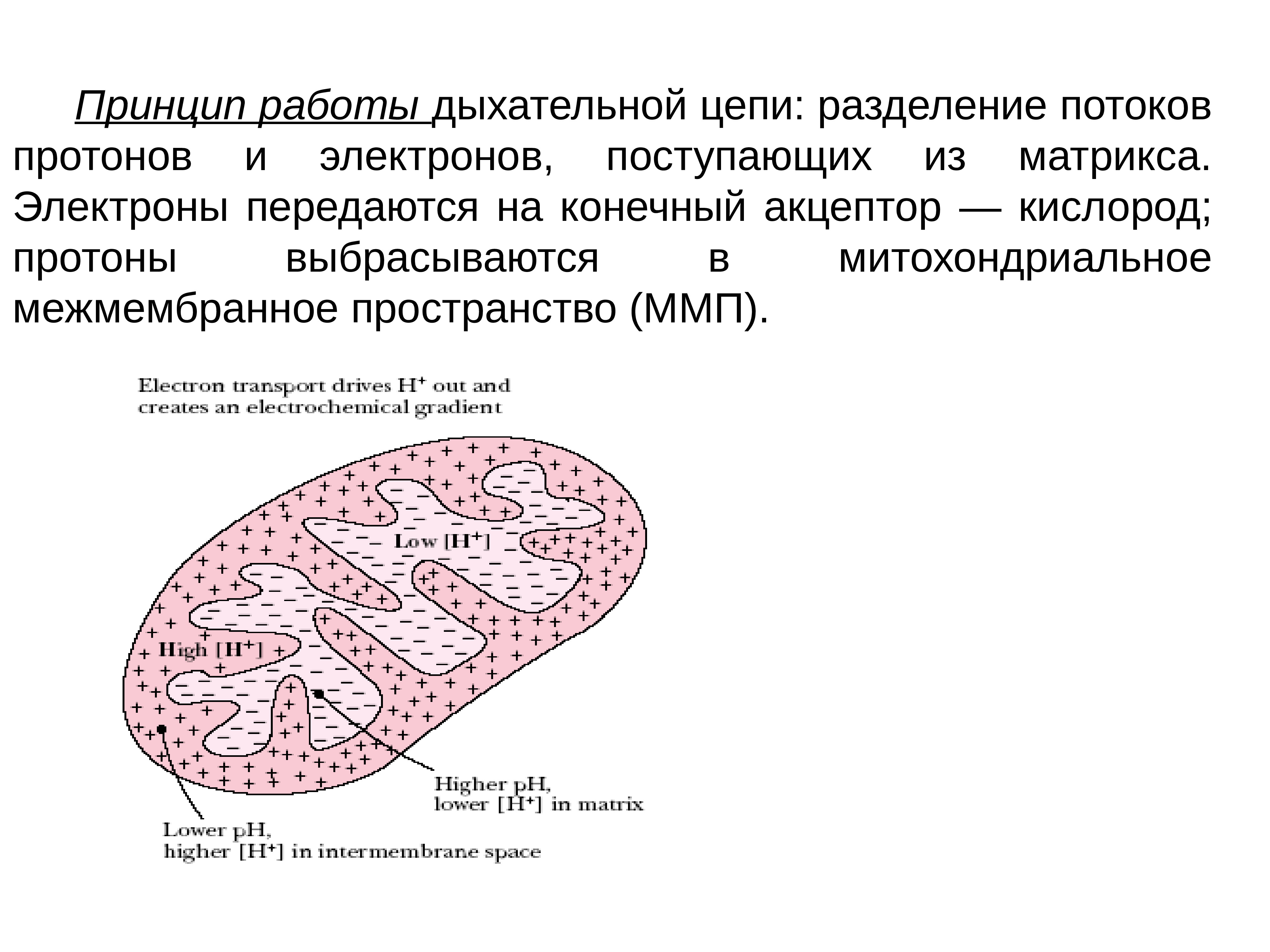 Комплексы дыхательной цепи биохимия. Цепь переноса электронов биохимия. Цепь переноса электронов биохимия. Дыхательная цепь (цпэ): строение. Схему процесса микросомального окисления скатола.