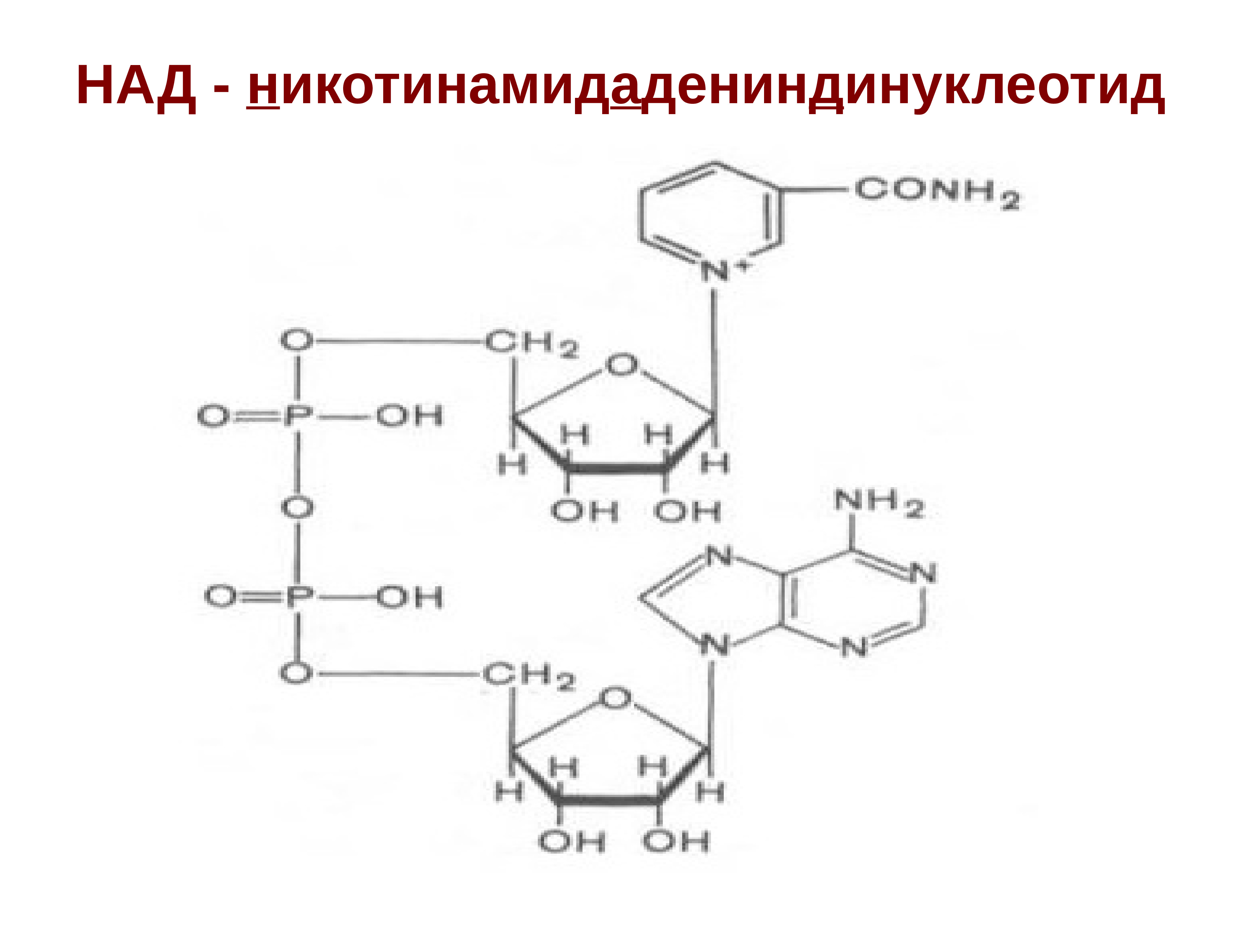 Структура над. Структурная формула никотинамидадениндинуклеотид. Никотинамид аденин динуклеотид формула. Структурная формула никотинамида. НАДФ структурная формула.