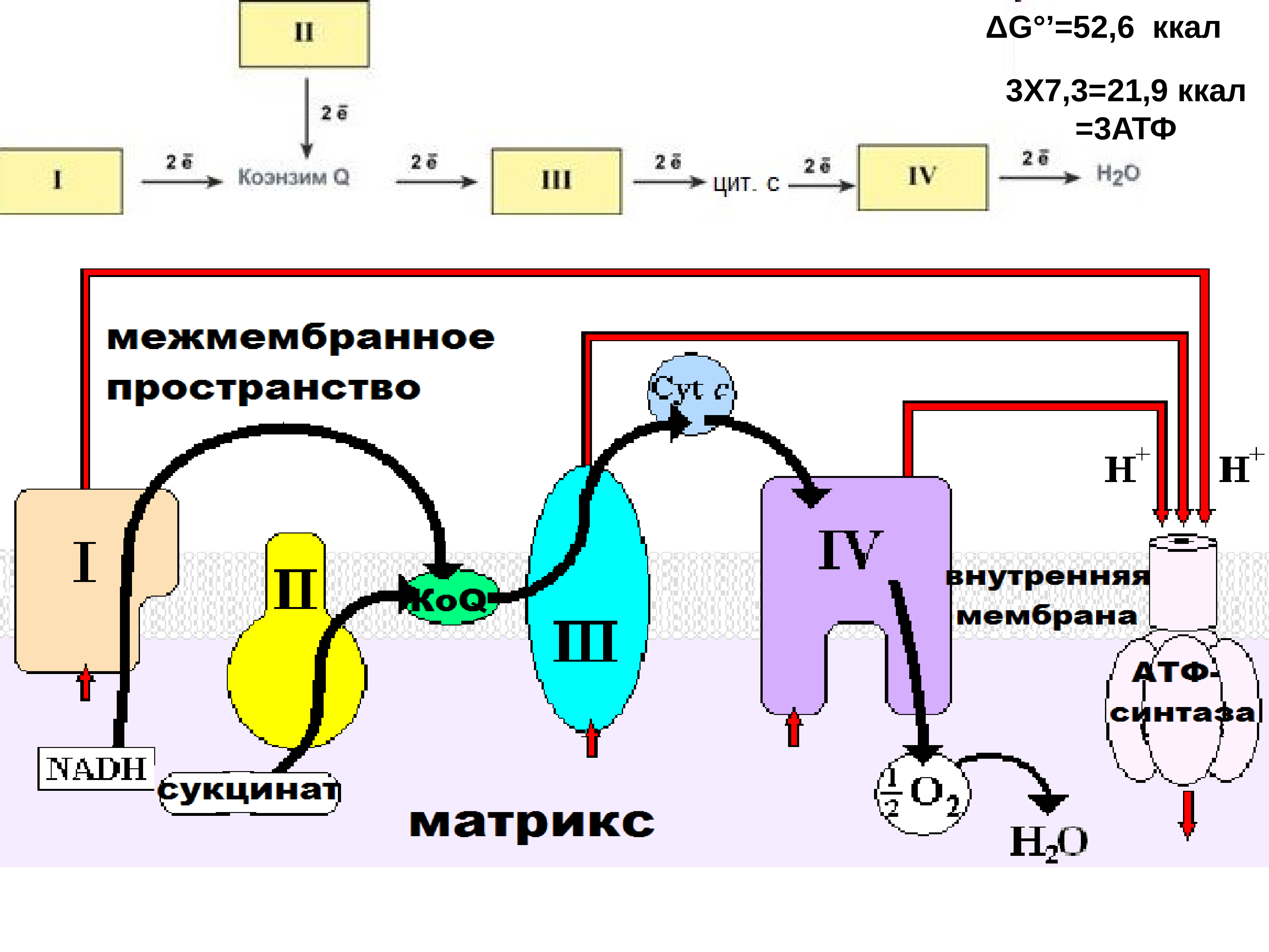 Окислительное фосфорилирование презентация