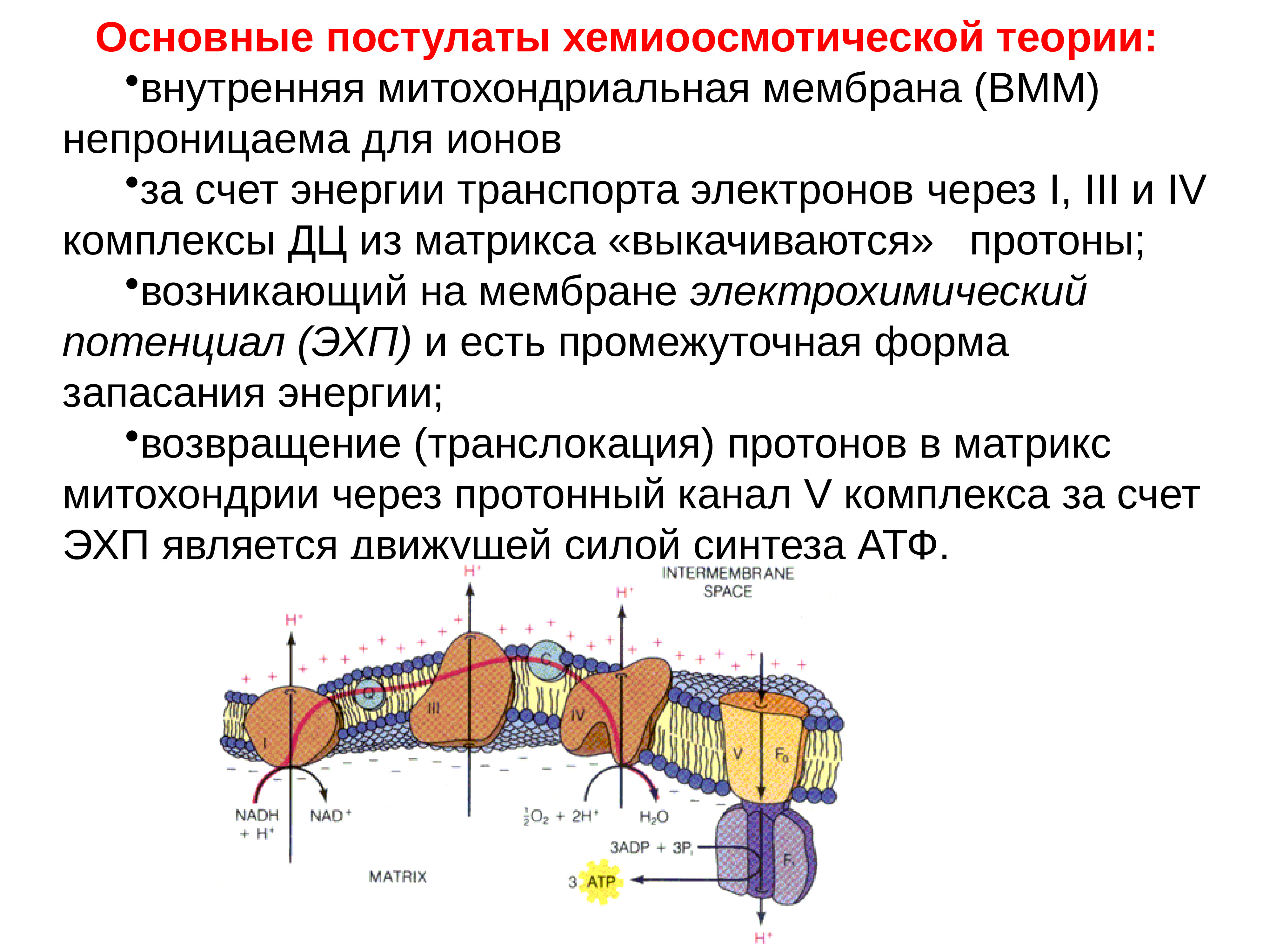 Окислительное фосфорилирование презентация