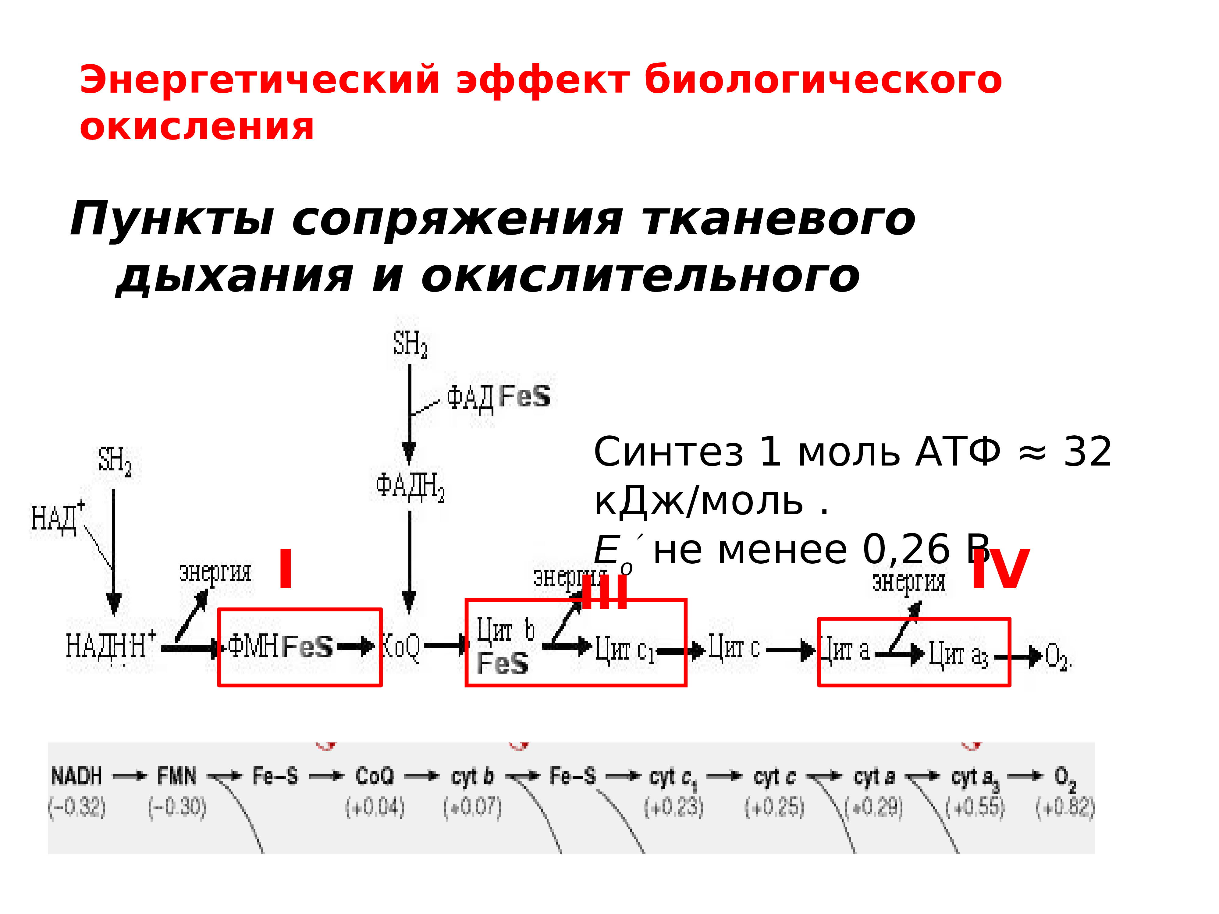 Энергетика процессов. Энергетический эффект окислительного фосфорилирования. Сопряжение тканевого дыхания и окислительного фосфорилирования. Механизм сопряжения окисления и фосфорилирования. Коэффициент окислительного фосфорилирования.