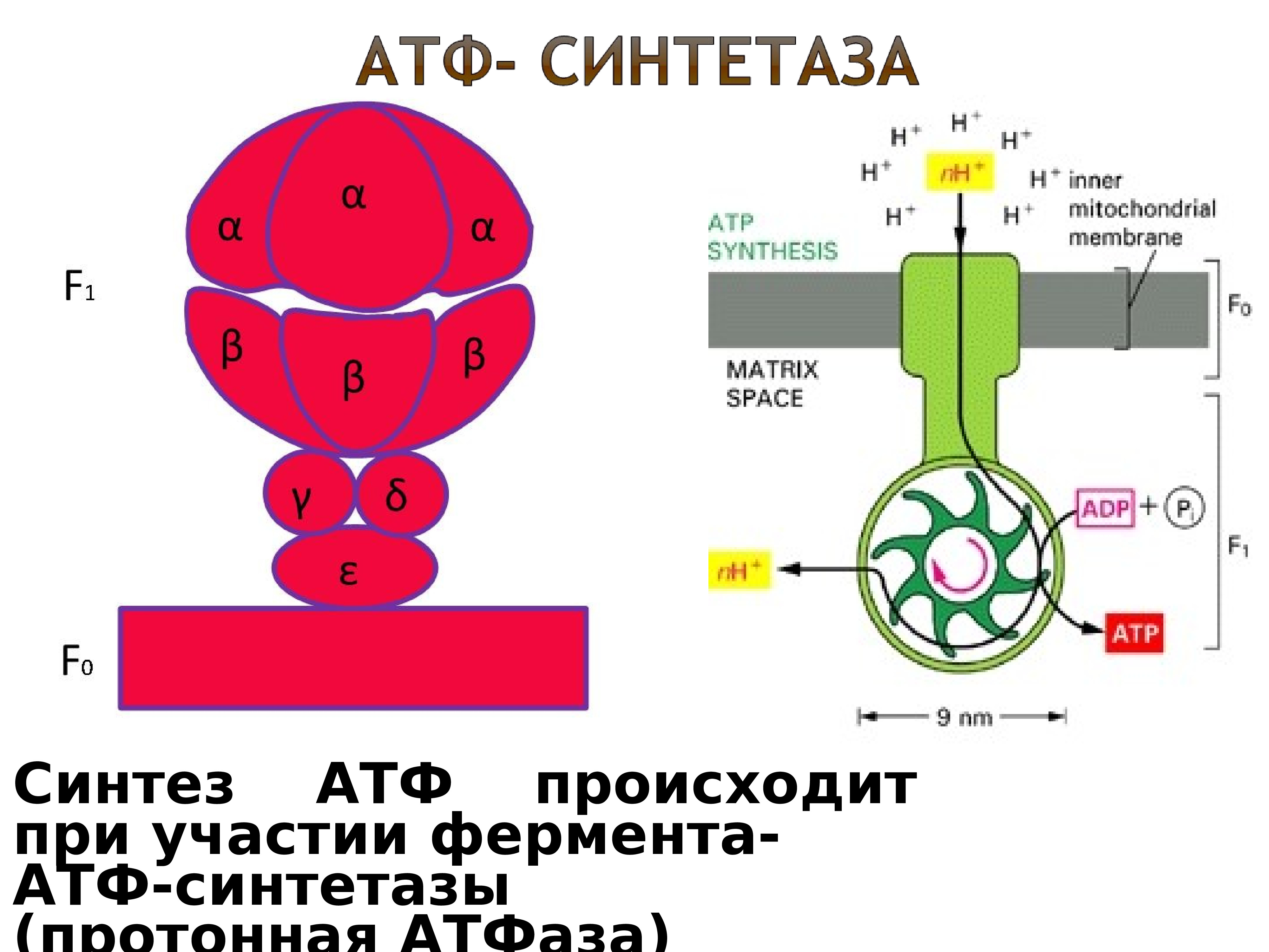 Строение атф синтеза