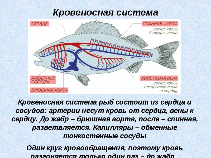 Кровеносная система рыб картинка