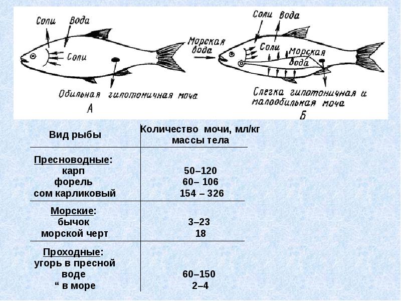 Рыбы числа. Численность рыб. Число видов Надкласс рыбы. Численность хрящевых рыб. Численность группы хрящевых рыб.