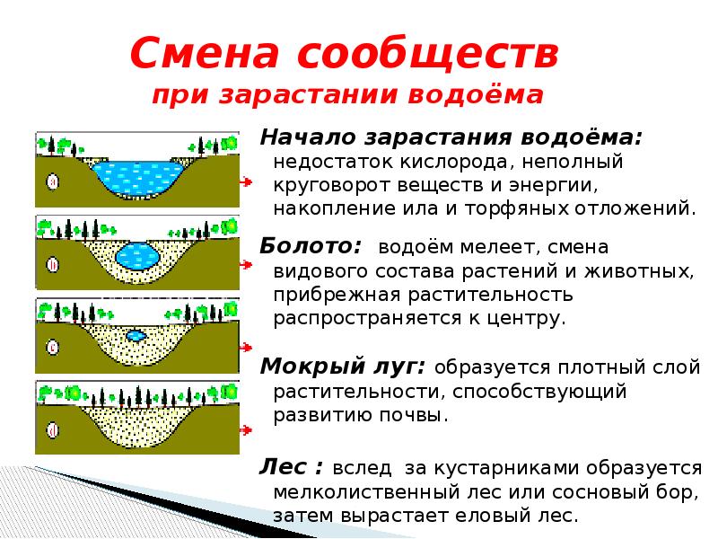 Почему происходит образование болот какова. Зарастание водоема. Процесс зарастания водоема. Смена сообществ при зарастании водоема. Схема зарастания водоема.