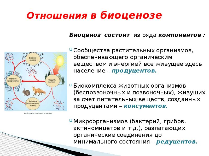 Изучение взаимосвязи животных с другими компонентами биоценоза презентация