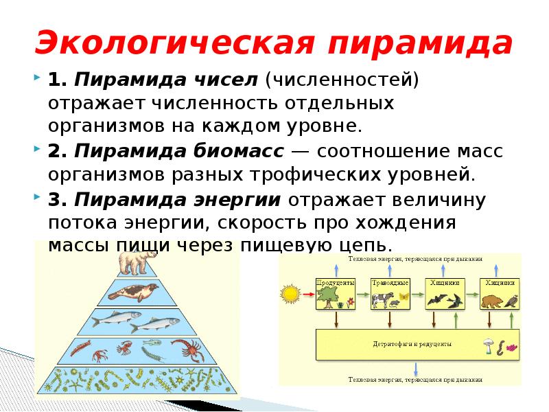 Презентация на тему поток энергии и пищевые цепи 9 класс