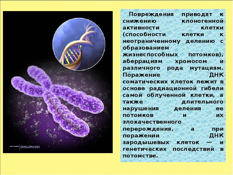 Активность клетки. Поражение ДНК. Способности клетки. Клоногенные клетки. Деятельность клетки.