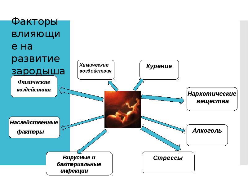Воздействие внешних факторов взаимодействие частей зародыша генетическая. Факторы влияющие на развитие зародыша. Факторы влияющие на эмбриональное развитие. Влияние внешних факторов на развитие зародыша. Факторы влияющие на развитие зародыша человека.