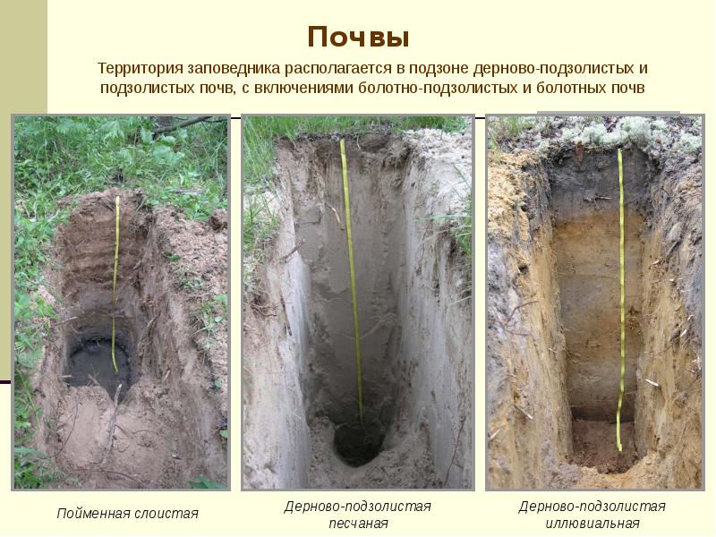 Болотно подзолистые почвы презентация