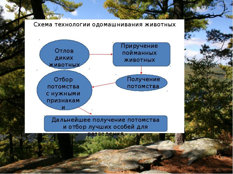 Современные технологии 21 века презентация