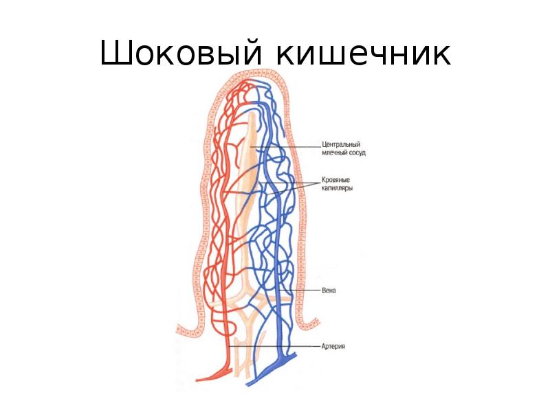 Шоковые органы. Патогенез шока кишечника.