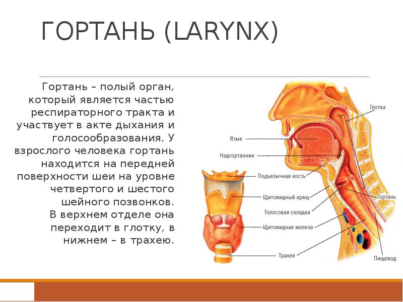 Презентация на тему гортань