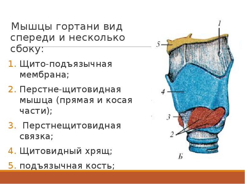 Мышцы горла. Перстнещитовидная мышца гортани. Мышцы гортани сбоку.