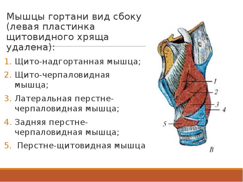 Мышцы гортани. Мышцы гортани вид сбоку. Мышцы гортани вид сзади. Перстнещитовидная мышца гортани. Скелетные мышцы гортани.